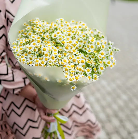 ромашки купить