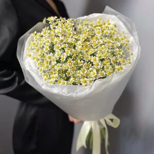 ромашка полевая
